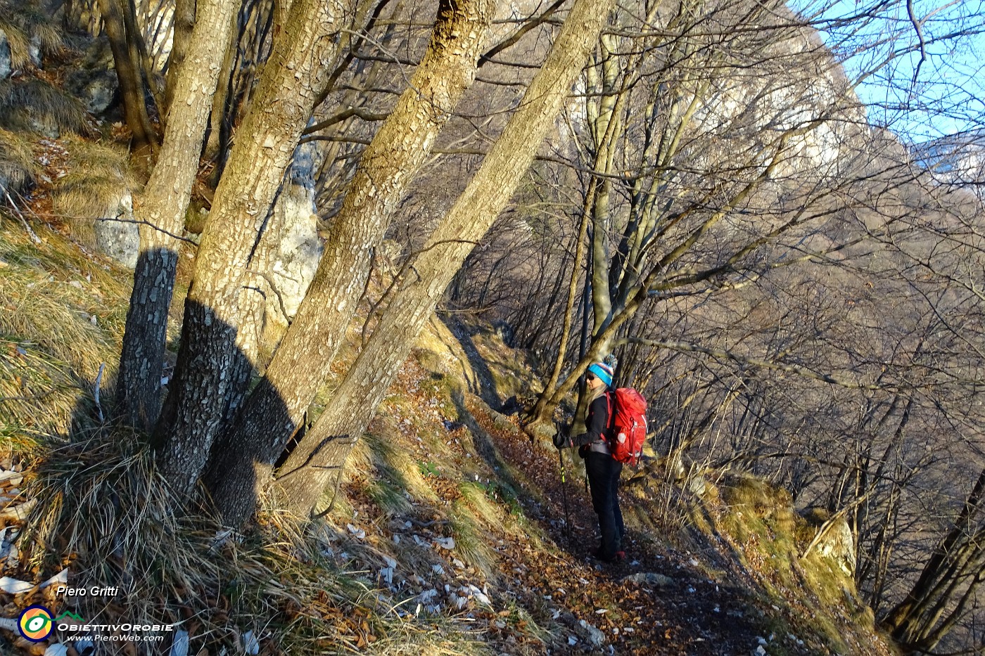 82 Si scende in bosco di faggi e carpini neri.JPG